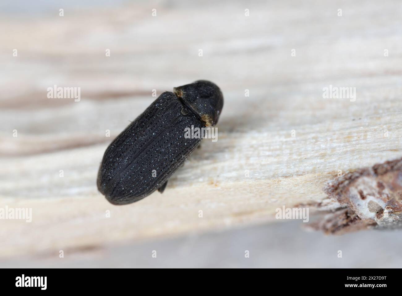 Common Furniture Beetle, Furniture Borer, Woodworm (Hadrobregmus