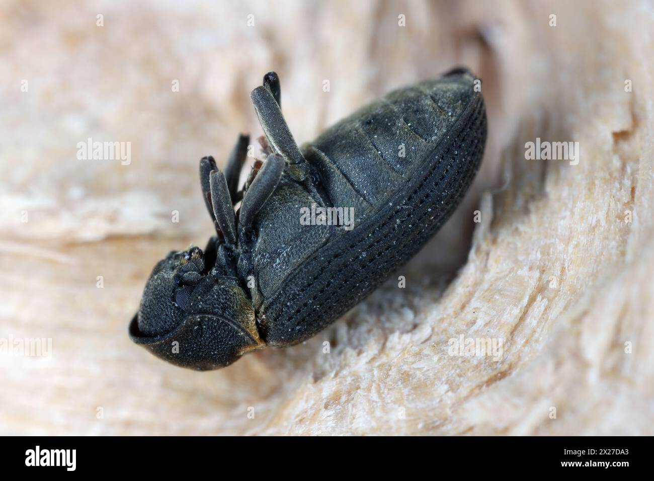 Common Furniture Beetle, Furniture Borer, Woodworm (Hadrobregmus