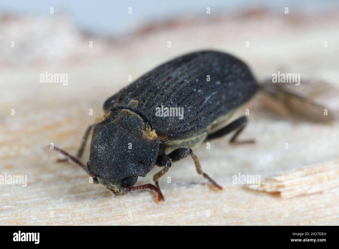 Hadrobregmus pertinax is a species of woodboring beetle from family Anobiidae. Beetle on wood. Stock Photo