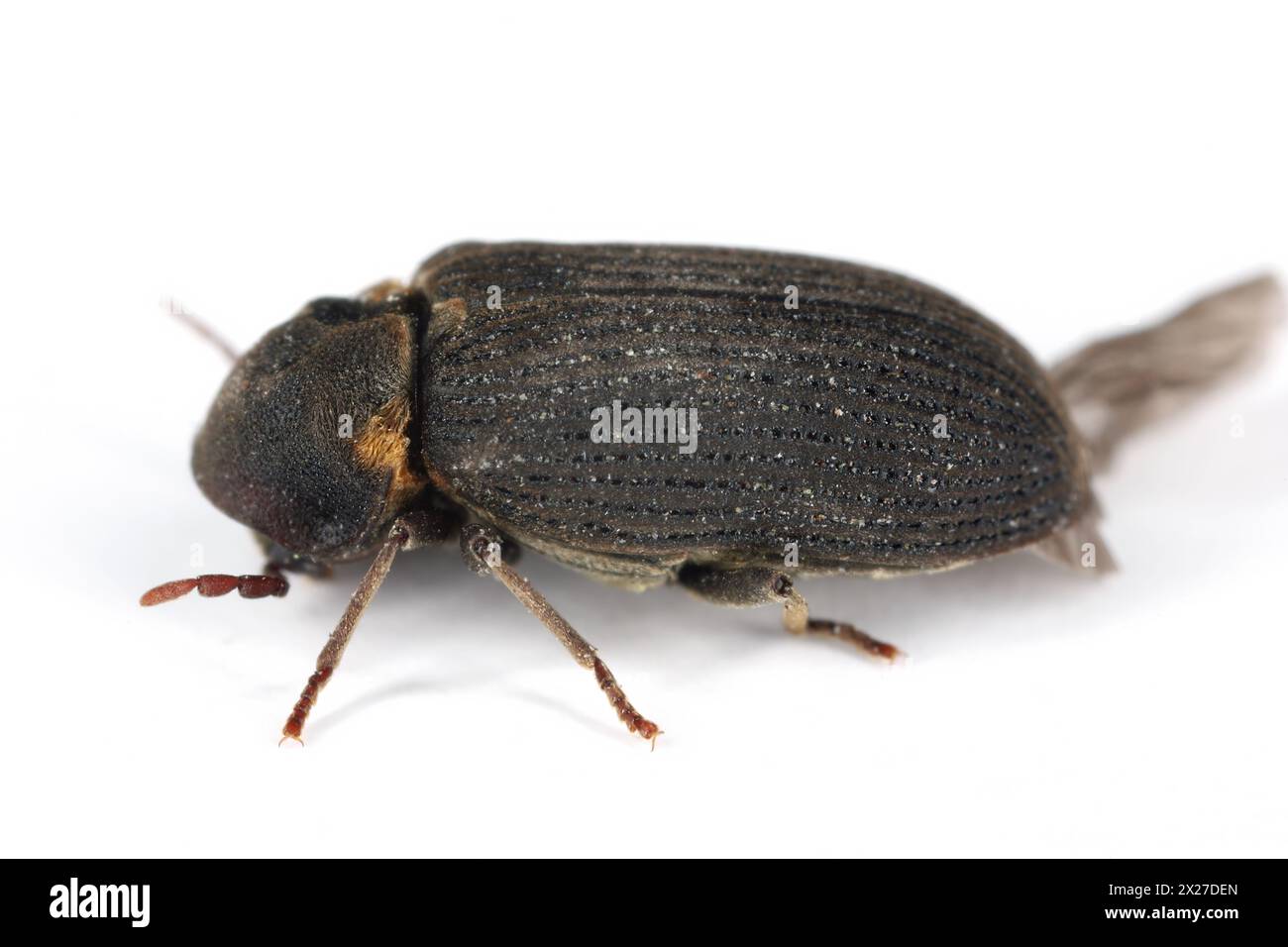 Common Furniture Beetle, Furniture Borer, Woodworm (Hadrobregmus pertinax, Anobium pertinax). Stock Photo
