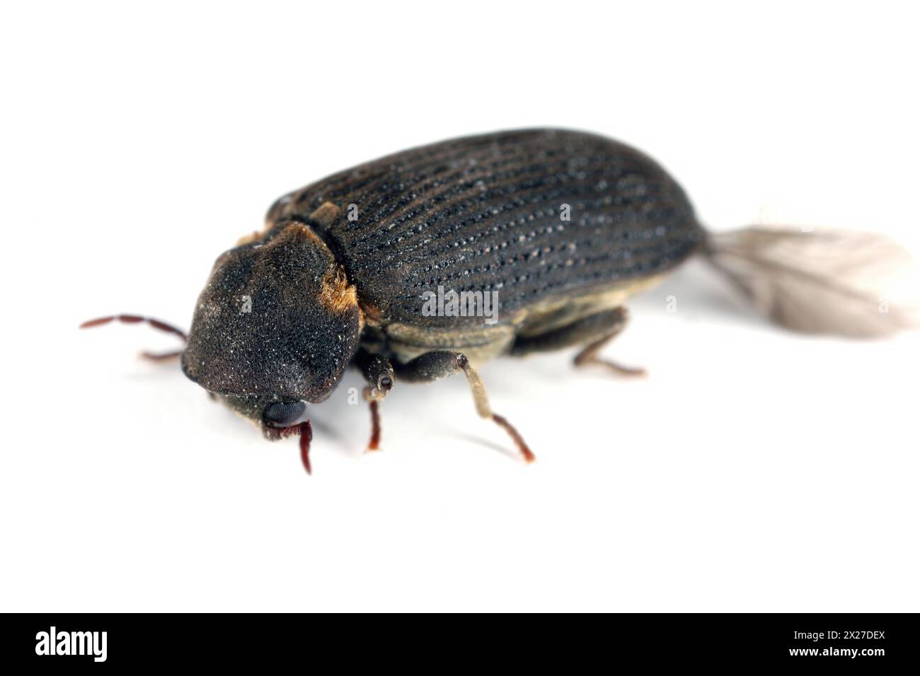 Woodboring beetle (Hadrobregmus pertinax), a common household pest.  isolated on a white background. Stock Photo