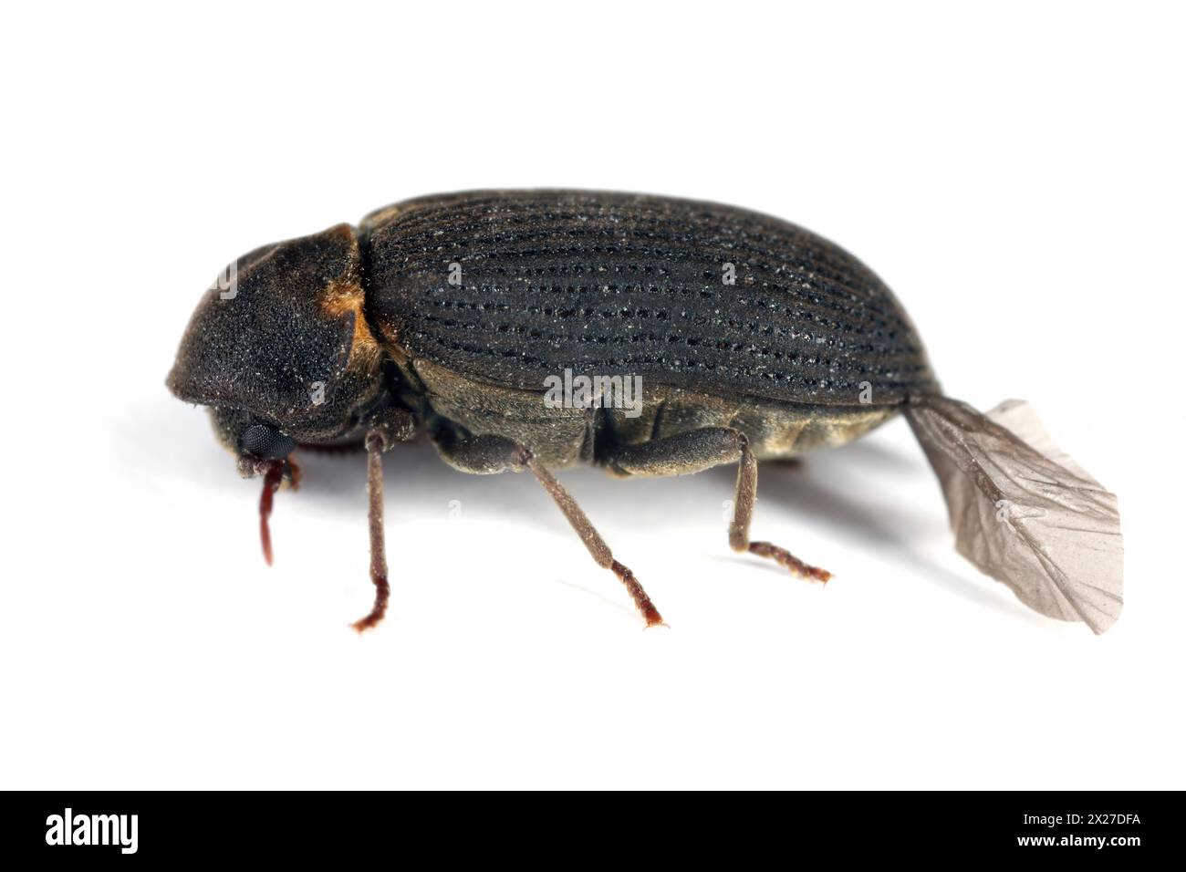 Common Furniture Beetle, Furniture Borer, Woodworm (Hadrobregmus pertinax, Anobium pertinax). Stock Photo