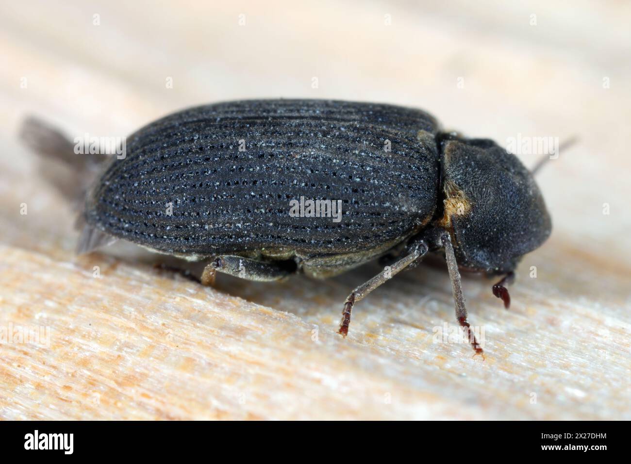 Hadrobregmus pertinax is a species of woodboring beetle from family Anobiidae. Beetle on wood. Stock Photo