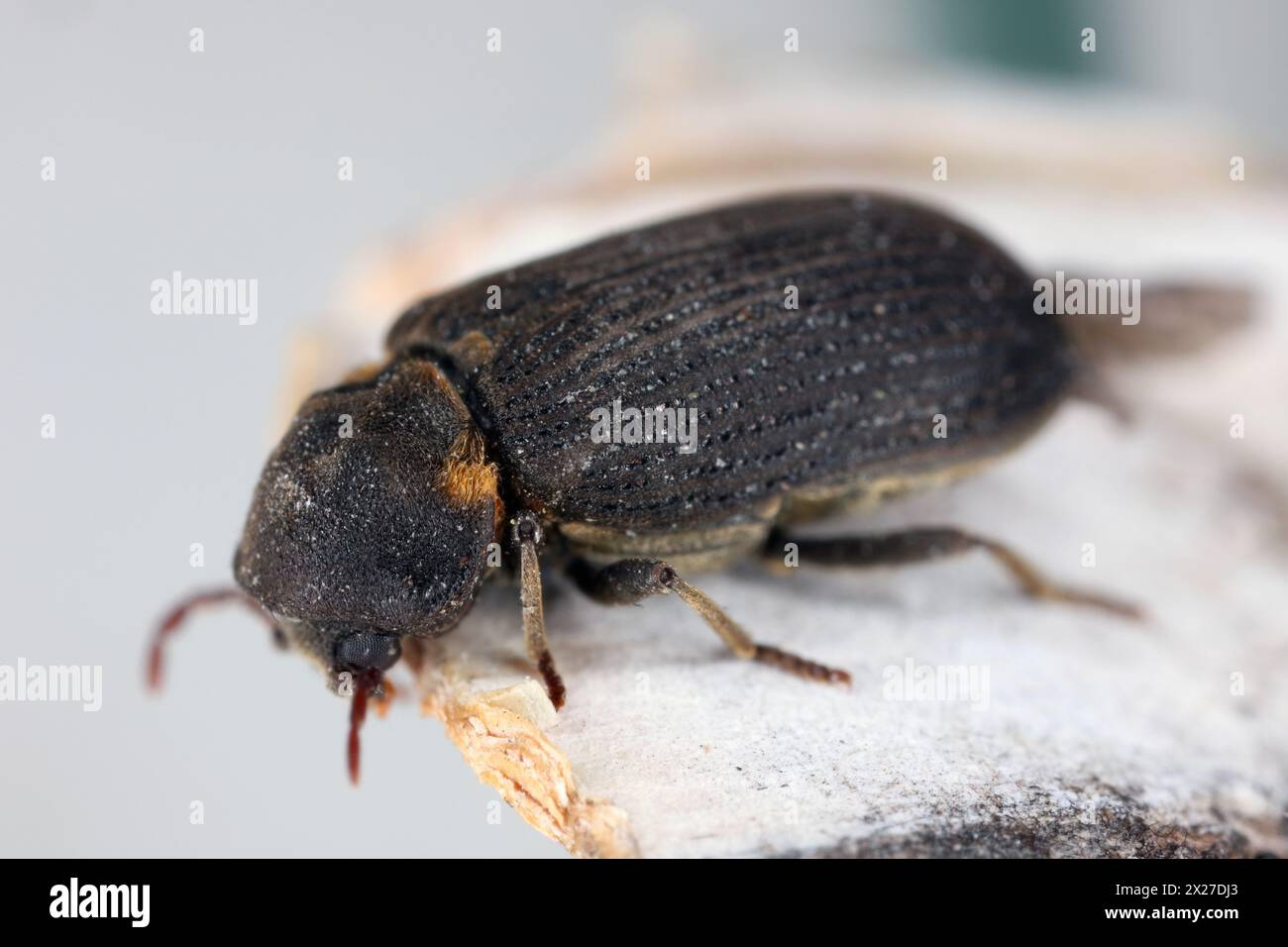 Common Death Watch Beetle (Hadrobregmus pertinax, Anobium pertinax), adult. Stock Photo