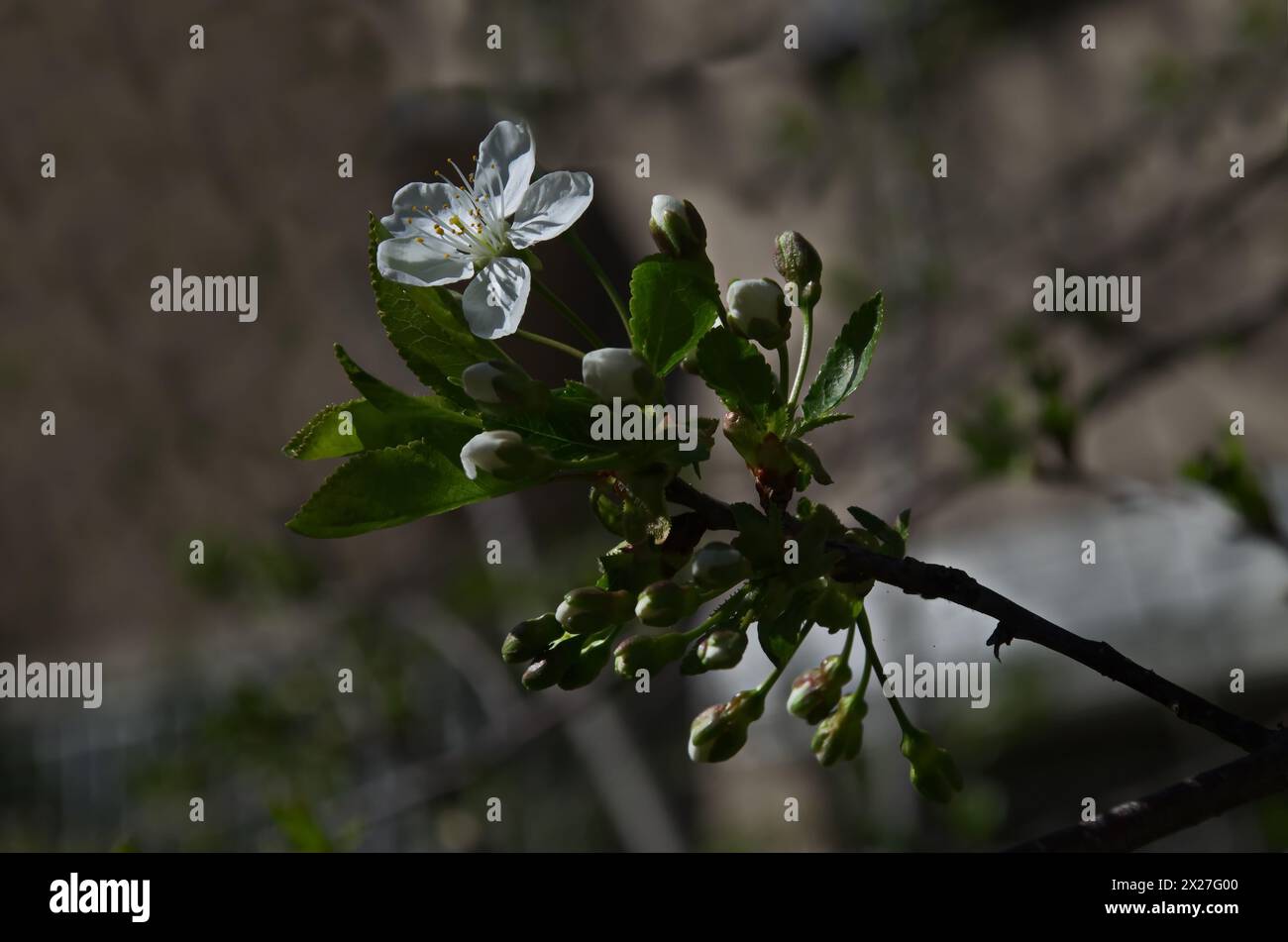 Branch with fresh sour cherry blossom or Prunus cerasus in the garden, Sofia, Bulgaria Stock Photo