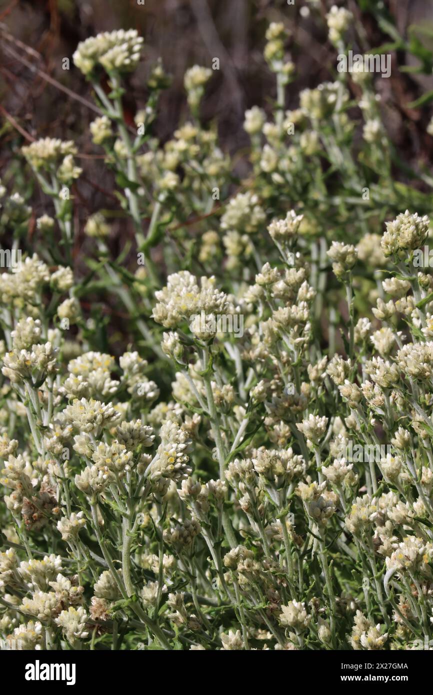 Pseudognaphalium Biolettii, a fine native perennial showing racemose disciform head inflorescences during Winter in the Santa Monica Mountains. Stock Photo