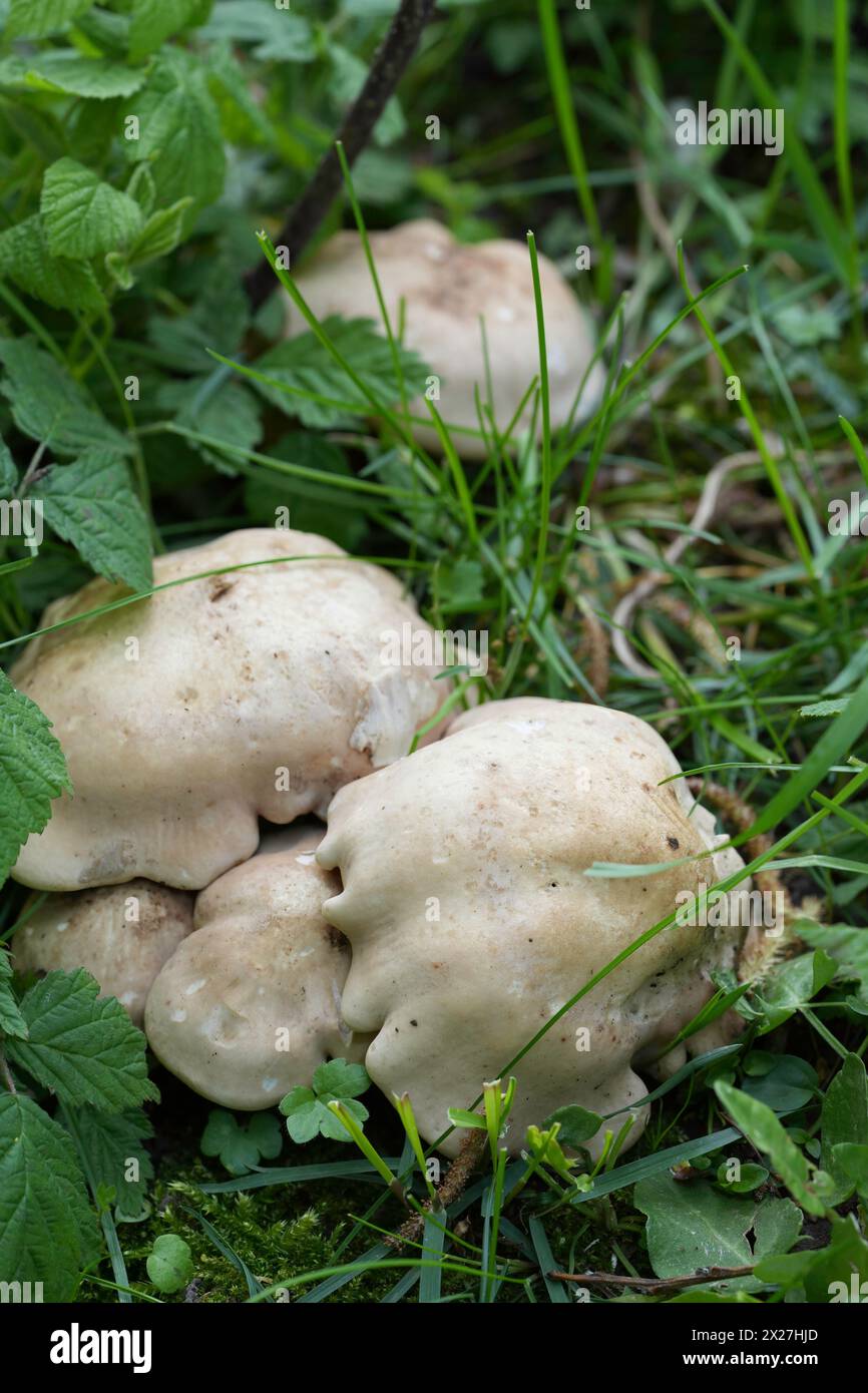 Natural closeup on fresh emerged pale colored European St. George's mushroom, Calocybe gambosa Stock Photo