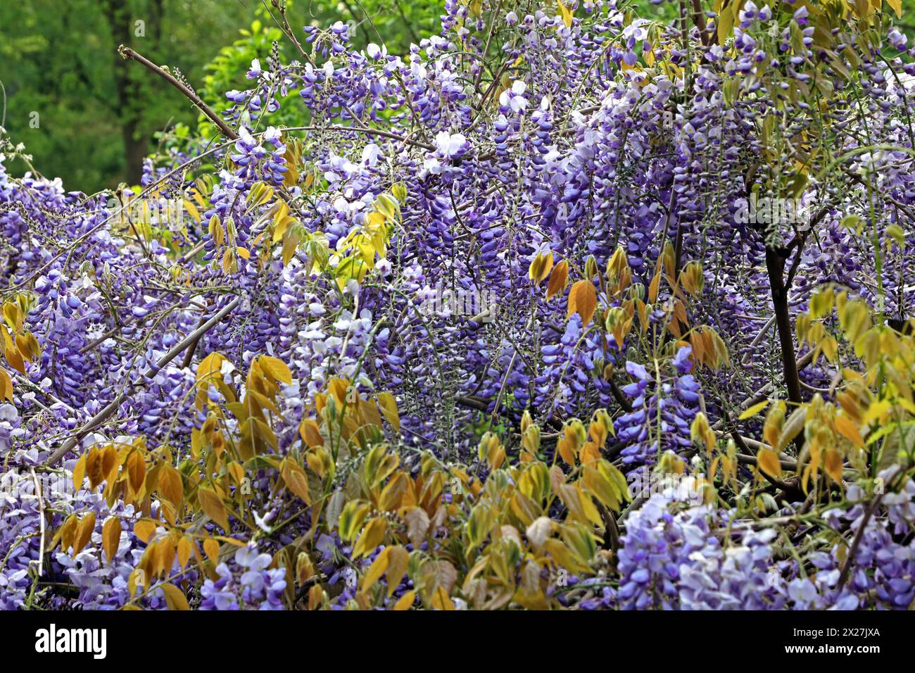 Fabales poisonous hires stock photography and images Alamy