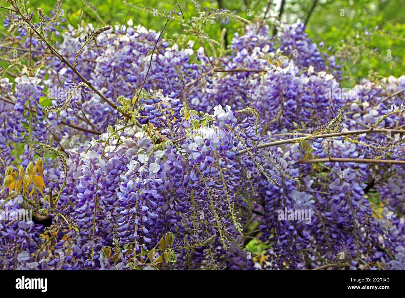 Giftige Zierpflanzen Die üppigen Blüten vom Blauregen hängen von den