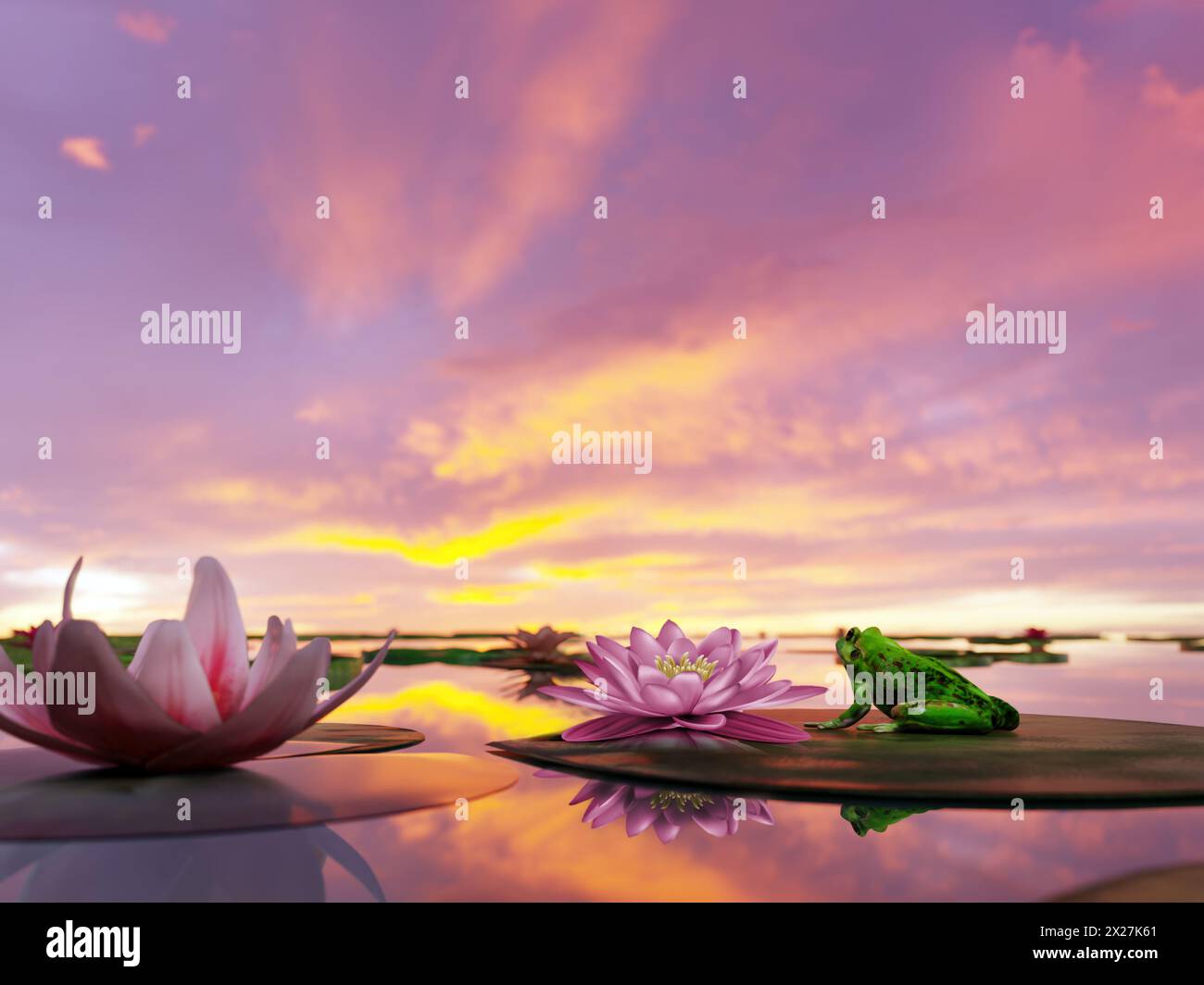 Dramatic fiery sunset reflecting in the pond surface with many waterlily plants and green frog admiring the vista Stock Photo