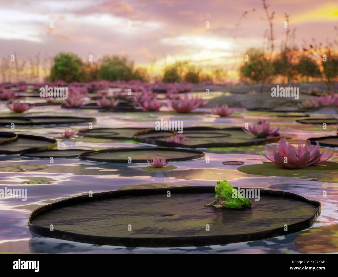 Dramatic fiery sunset reflecting in the pond surface with many waterlily plants and green frog admiring the vista Stock Photo