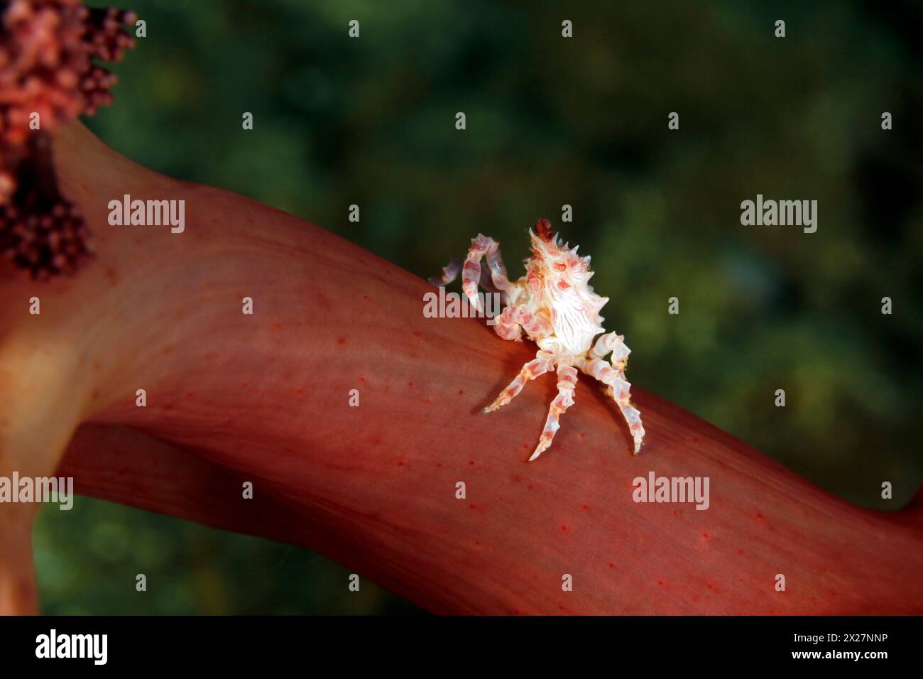 Candy Crab (Hoplophrys oatesi, aka Soft Coral Crab) on a Coral. Ambon ...