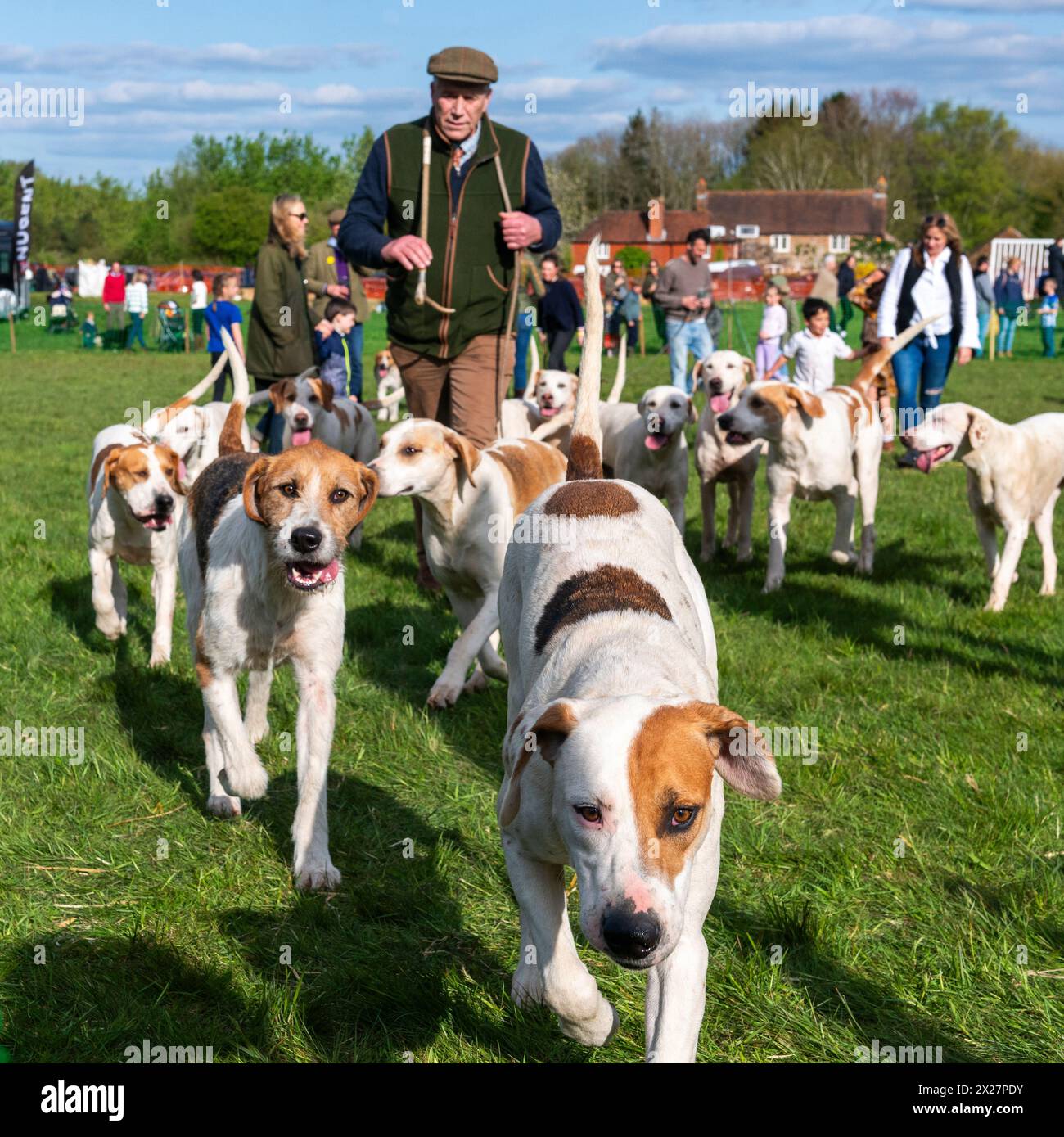 CLCH Hounds with the Huntsman  leaving  The Rathbones Countryside Arena  after greeting the children at Parham Point to Point races Parham,West Sussex Stock Photo
