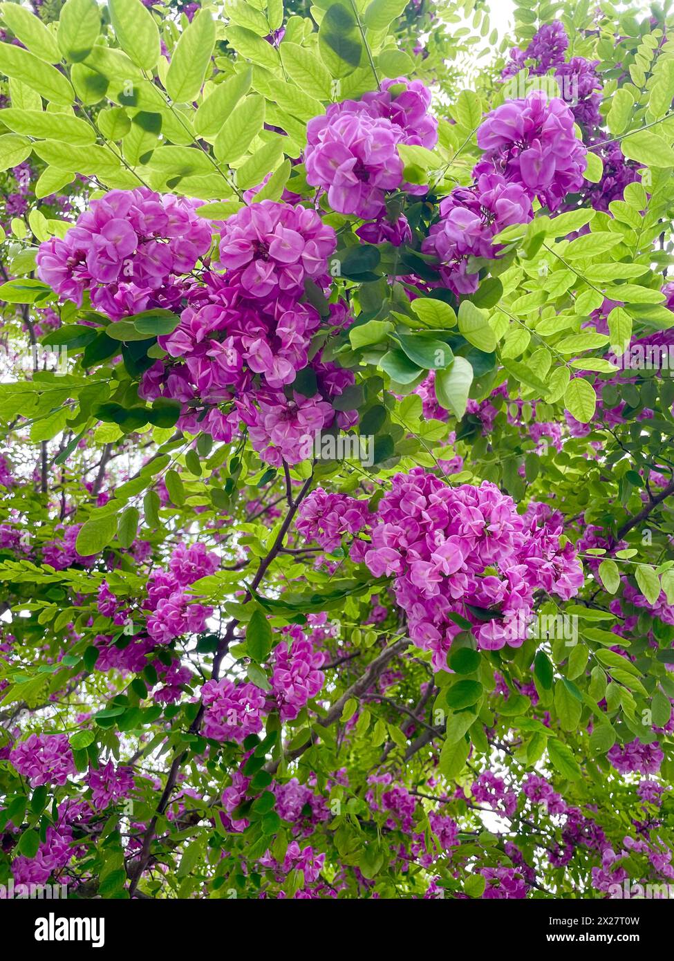 Rosarotblühende Robinie, Robinie Casque Rougemit rosa Violet färbenden Blüten am Baum Stock Photo