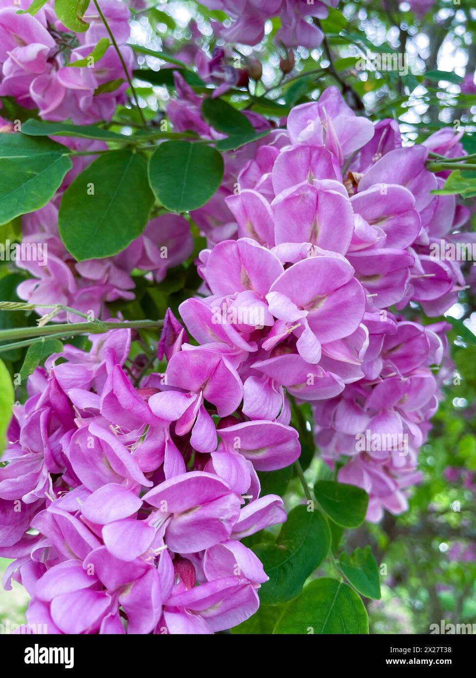 Rosarotblühende Robinie, Robinie Casque Rougemit rosa Violet färbenden Blüten am Baum Stock Photo