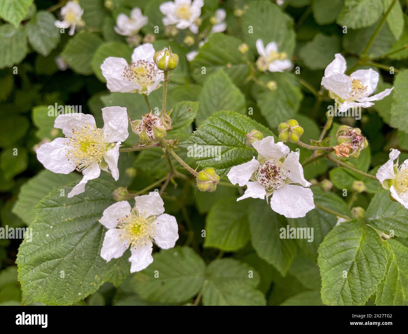 Brombeer Hecke mit zarten weißen Blüten im Mai Stock Photo Alamy