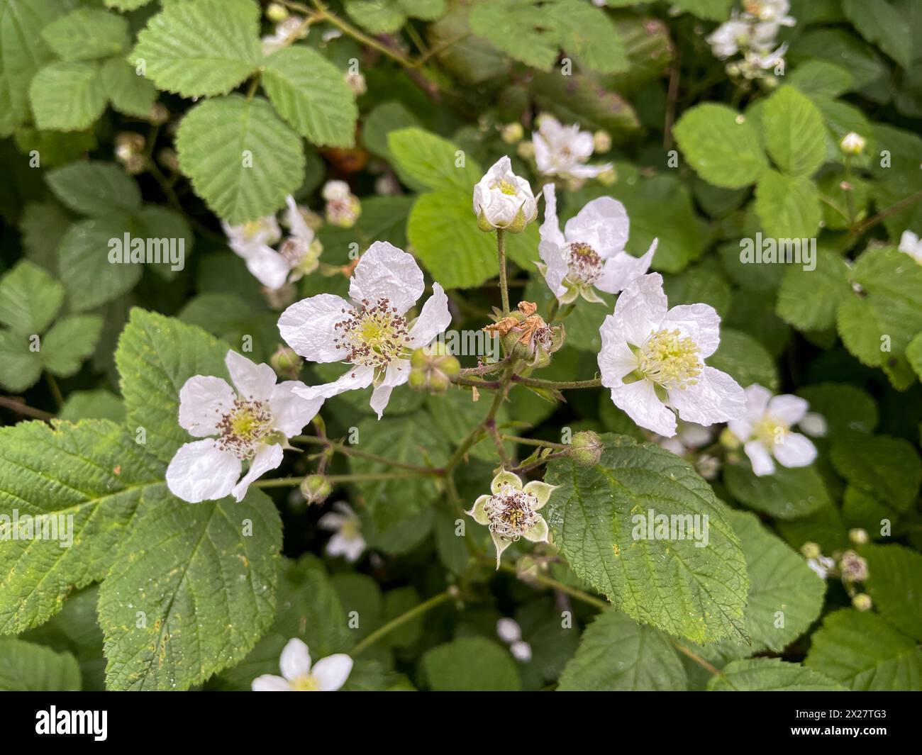 Brombeer Hecke mit zarten weißen Blüten im Mai Stock Photo - Alamy
