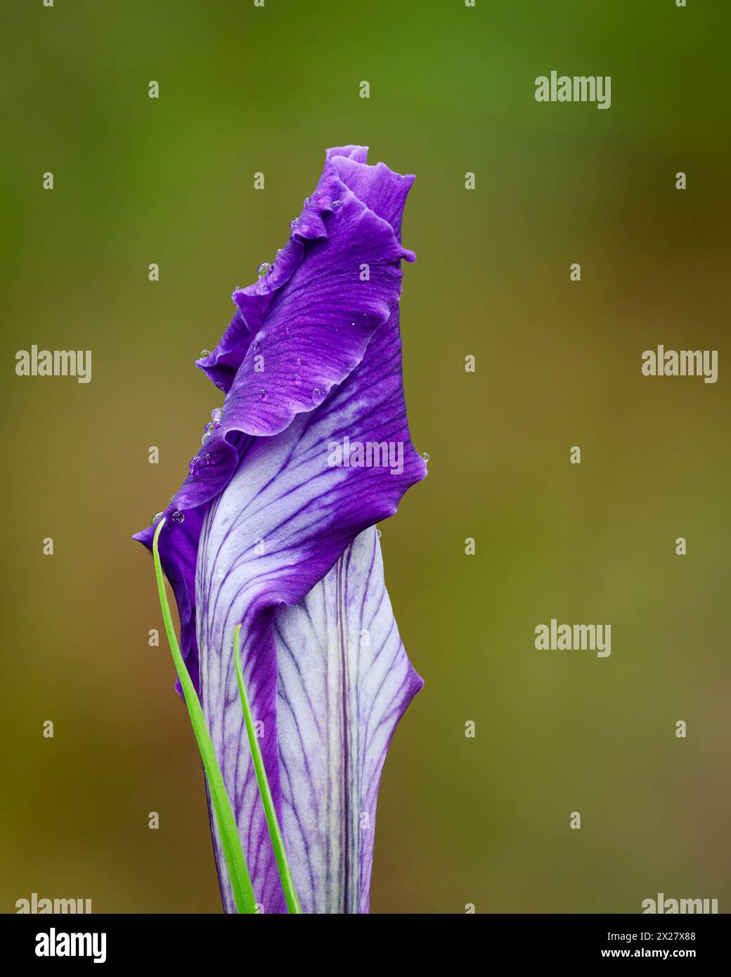 Oregon Iris flower about to unfold; Mount Pisgah Arboretum, Willamette Valley, Oregon. Stock Photo
