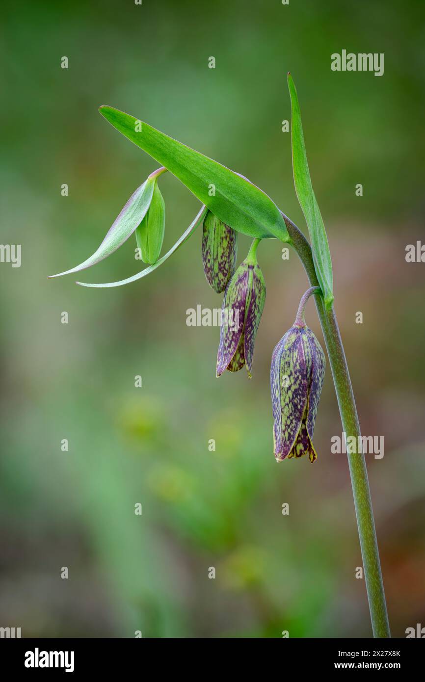 Flower buds of Chololate Lily (Fritillaria affinis) at Mount Pisgah Arboretum, Willamette Valley, Oregon. Stock Photo