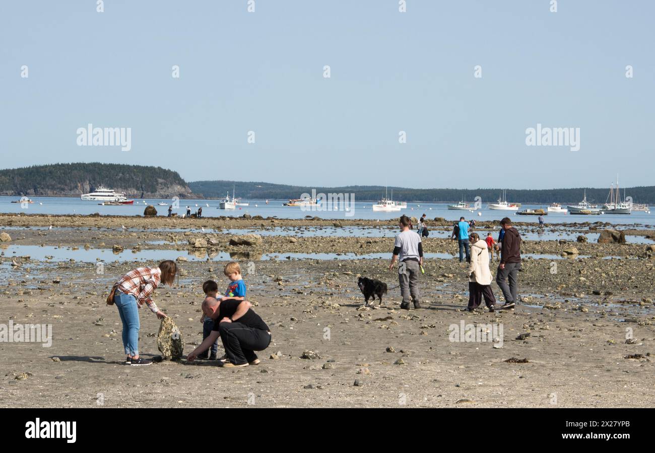 Tourists exploring the exposed sandbar linking Bar Harbor and Bar Island at low tide with boats anchored in Frenchman's Bay, Mount Dessert Island, Mai Stock Photo