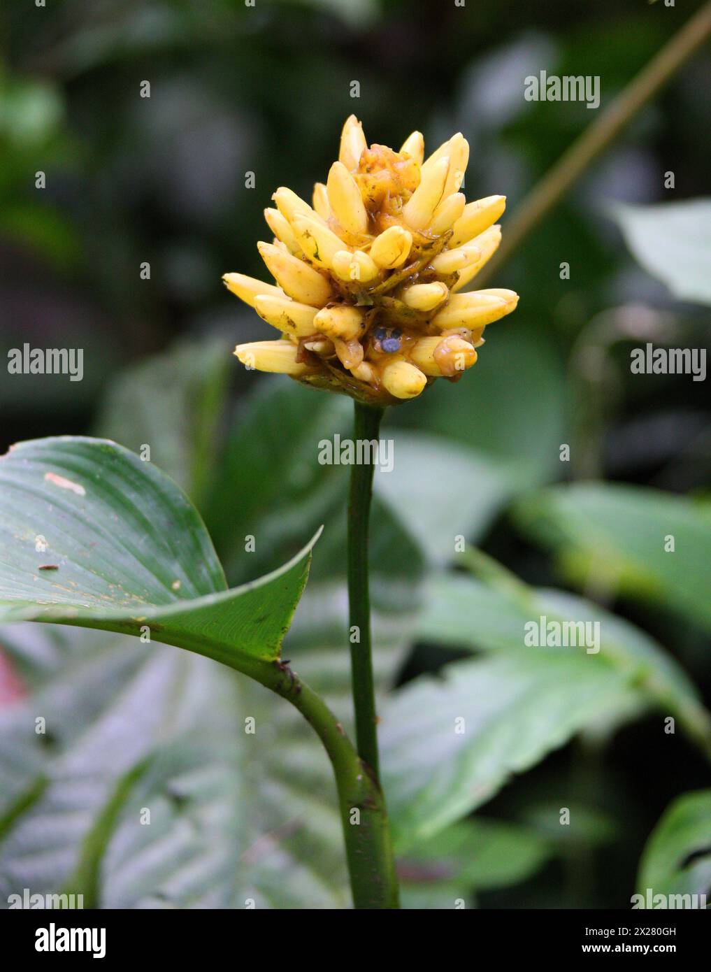 Yellow Jungle Flower. Arenal, Costa Rica, Central America Stock Photo