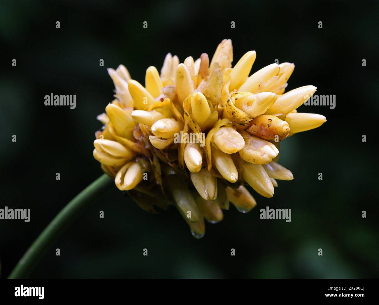 Renealmia or Jenjibre-De-Jardin, Renealmia alpinia, Zingiberaceae. Arenal, Costa Rica, Central America. Stock Photo