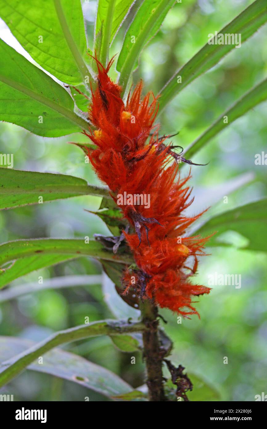 Columnea purpurata, Gesneriaceae. Red Jungle Flower. Arenal, Costa Rica, Central America. Stock Photo