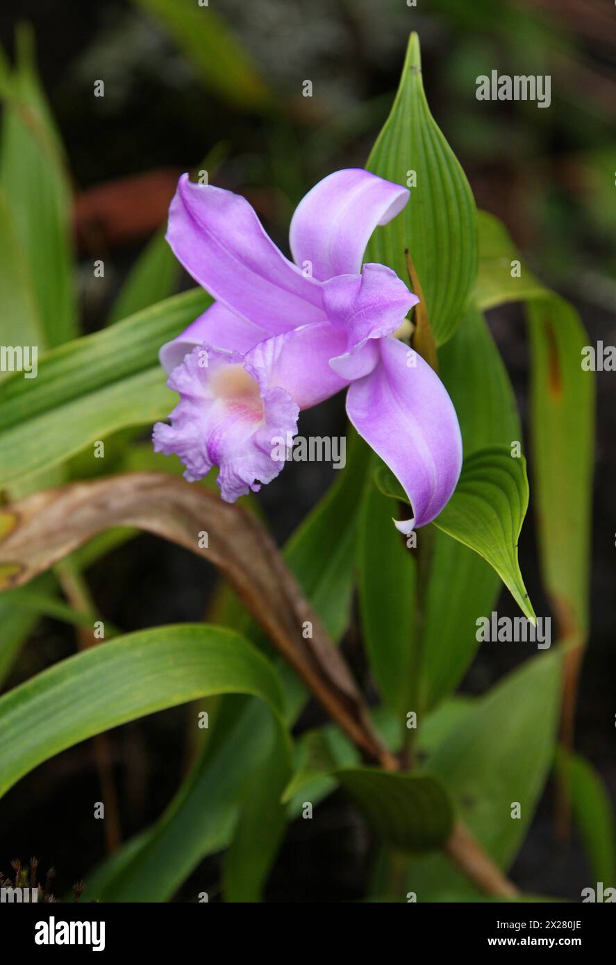 Orchid, Sobralia decora, Orchidaceae. Arenal Volcano National Park