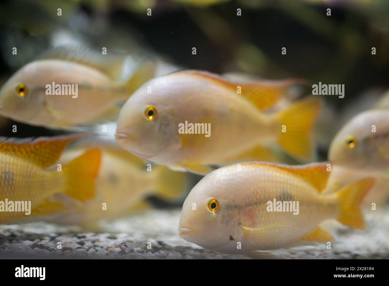 Exotic sea fishes in a aquarium. Nicaragua Cichlid (Hypsophrys nicaraguensis), also known as the moga, nickie, butterfly cichlid or parrot cichlid. Ba Stock Photo