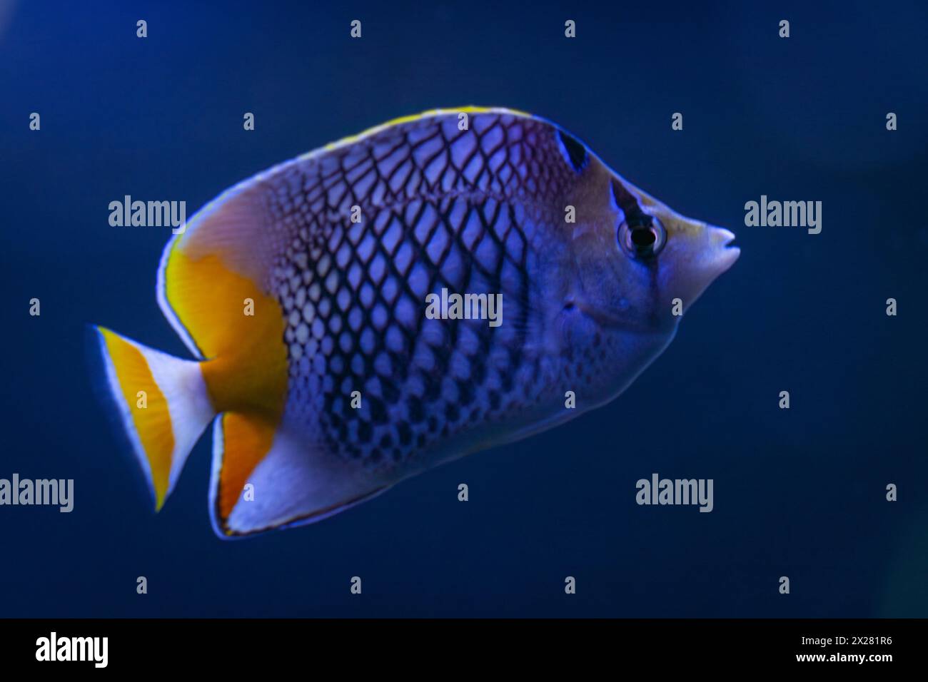 Pearlscale butterflyfish (Chaetodon xanthurus), also known as yellow-tailed butterflyfish, crosshatch butterflyfish or Philippines chevron butterflyfi Stock Photo