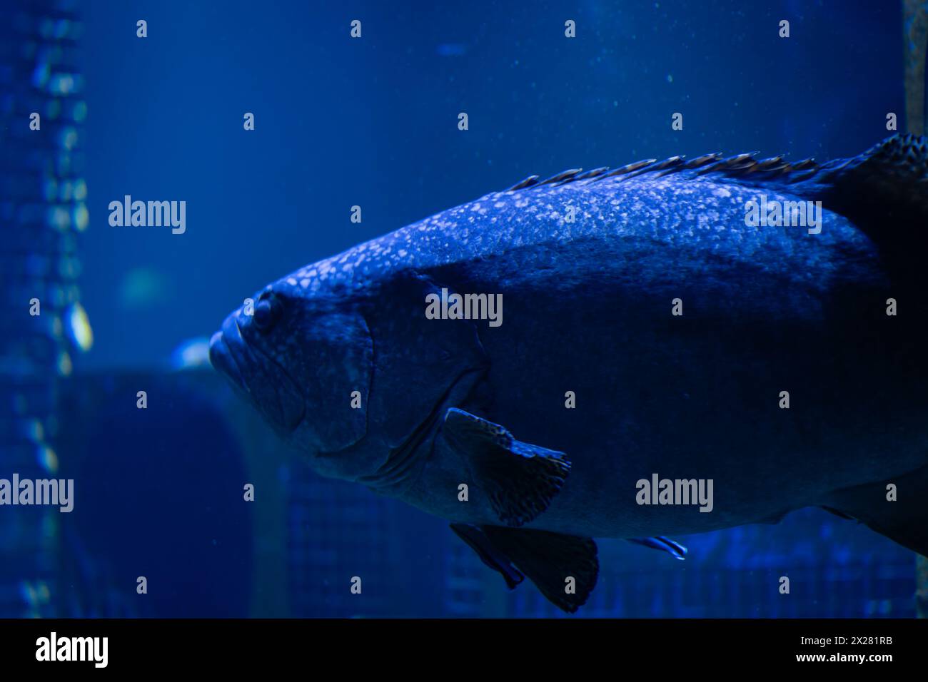 Blurred images of giant grouper fish for background. Giant grouper (Epinephelus lanceolatus). Stock Photo