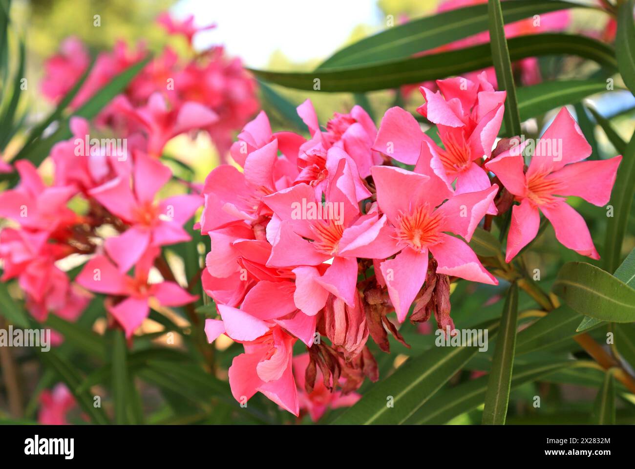 The pink oleander, best delicate flowers , Nerium oleander, bloomed in spring. Shrub, small tree from cornel Apocynaceae family, garden plant. Pink su Stock Photo