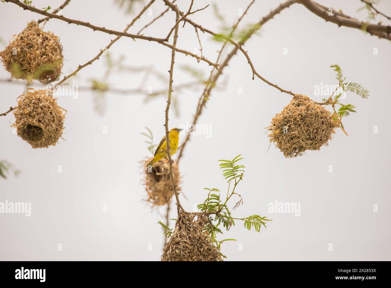 Weaver bird (weaver finches) building nest. bird's nests, masterfully knitted from straw against the background of a bright sky, hang on a tree in Afr Stock Photo