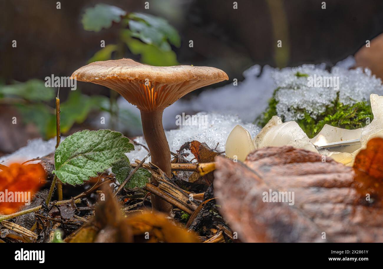 The ochre-colored to orange-brown fruiting body appears in the second half of the year until winter. Caution,the edible mushroom can be easily confuse Stock Photo