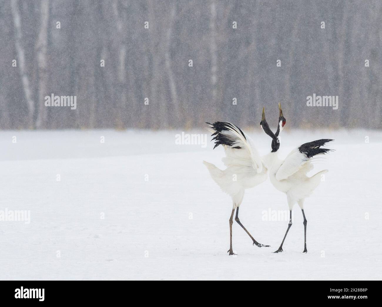 Two Japanese Red-crowned cranes dancing with necks entwined in snowy winter scene Stock Photo