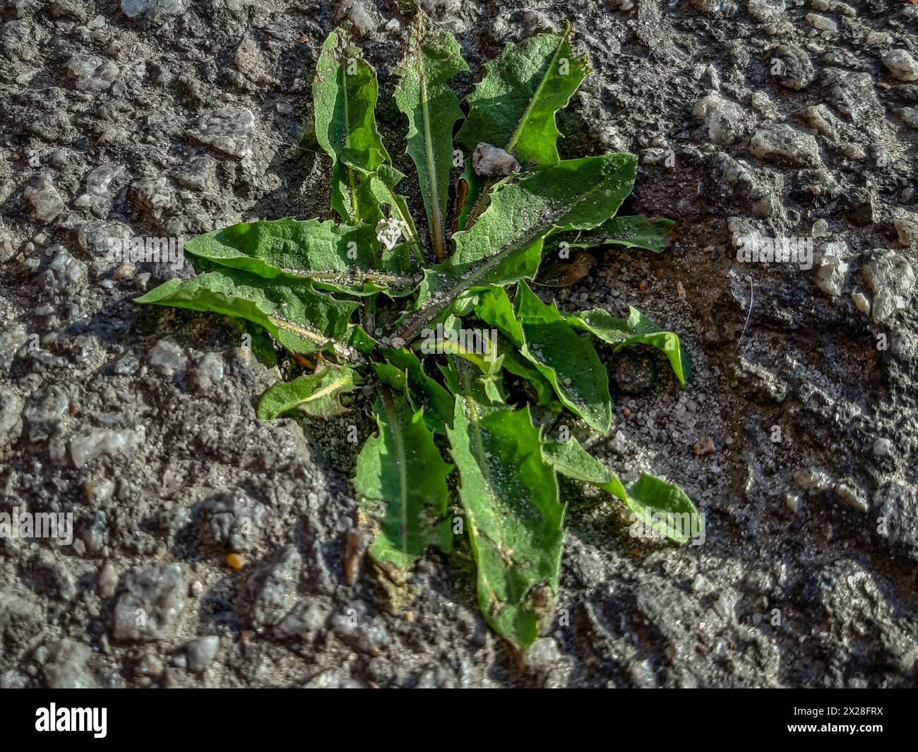 Weed growing out of concrete hi-res stock photography and images - Alamy