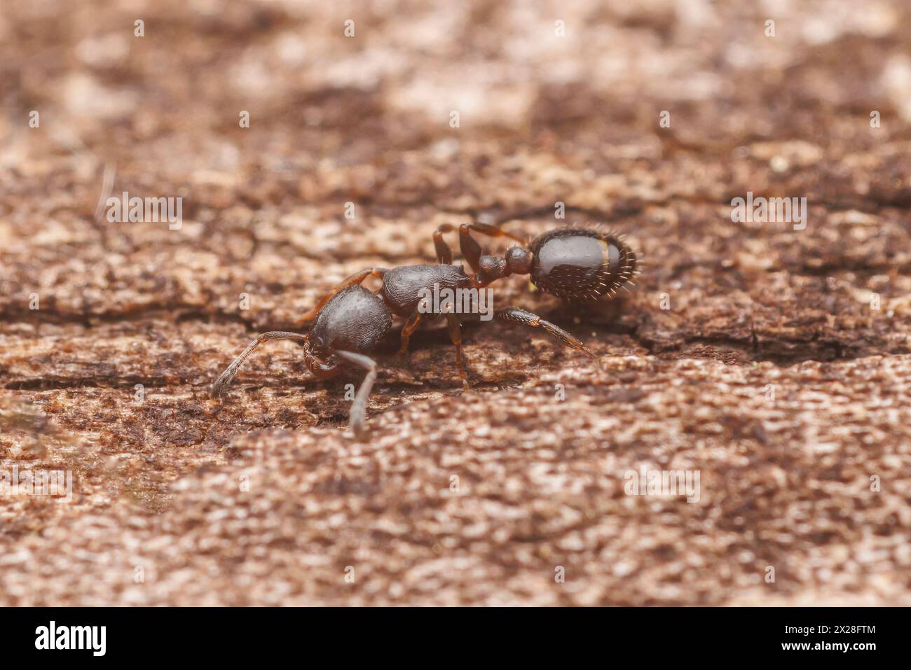 Acorn Ant (Temnothorax schaumii) Stock Photo