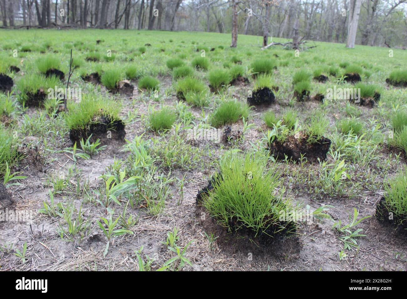 Many green prairie dropseed clumps at Miami Woods in Morton Grove, Illinois Stock Photo