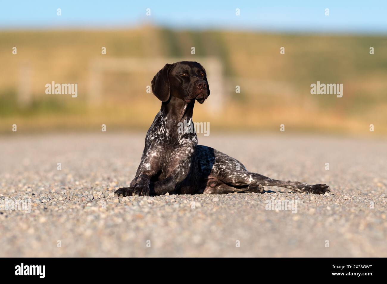 German short haired pointer ( GSP ) liver roan & ticked coat. Posing for portraits down a backroad on the southern Alberta prairies. Stock Photo