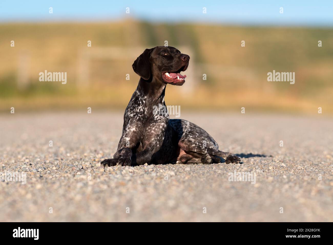 German short haired pointer ( GSP ) liver roan & ticked coat. Posing for portraits down a backroad on the southern Alberta prairies. Stock Photo