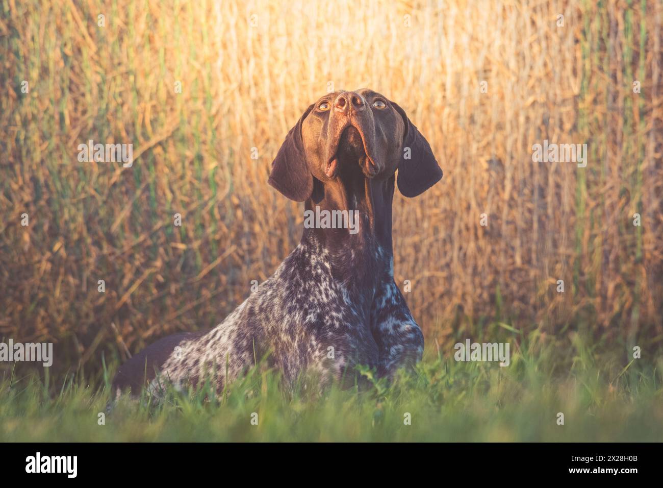 German short haired pointer ( GSP ) liver roan & ticked coat. Watching the doves fly overhead at the ranch. Stock Photo