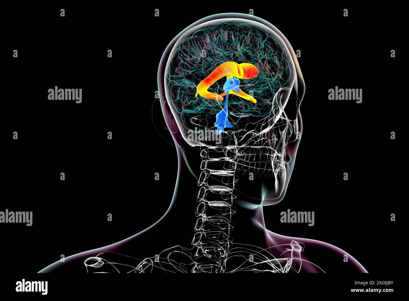 Lateral brain ventricles, illustration Stock Photo