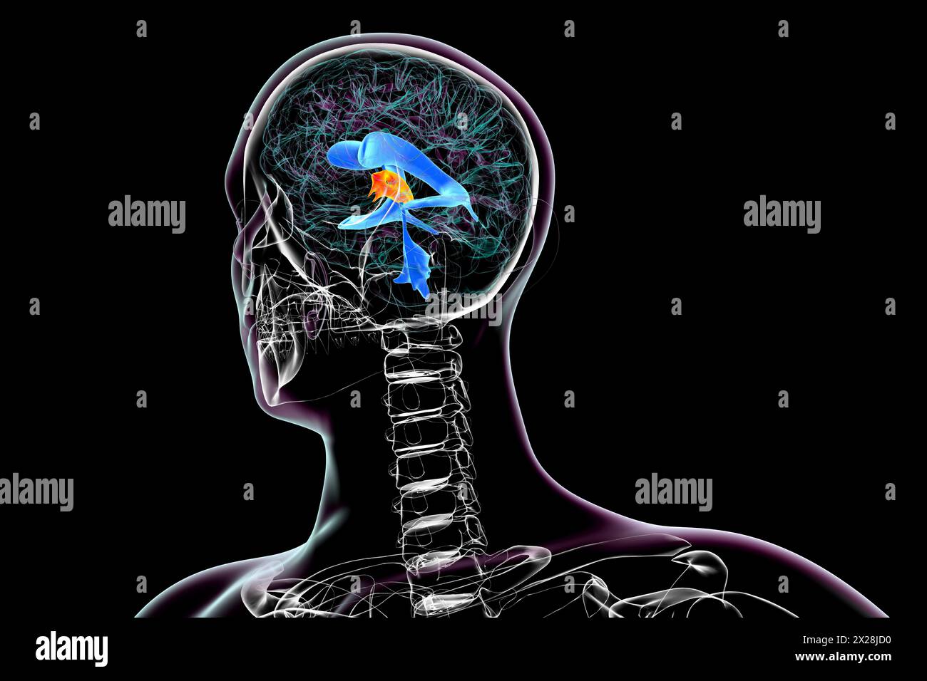 Third brain ventricle, illustration Stock Photo - Alamy