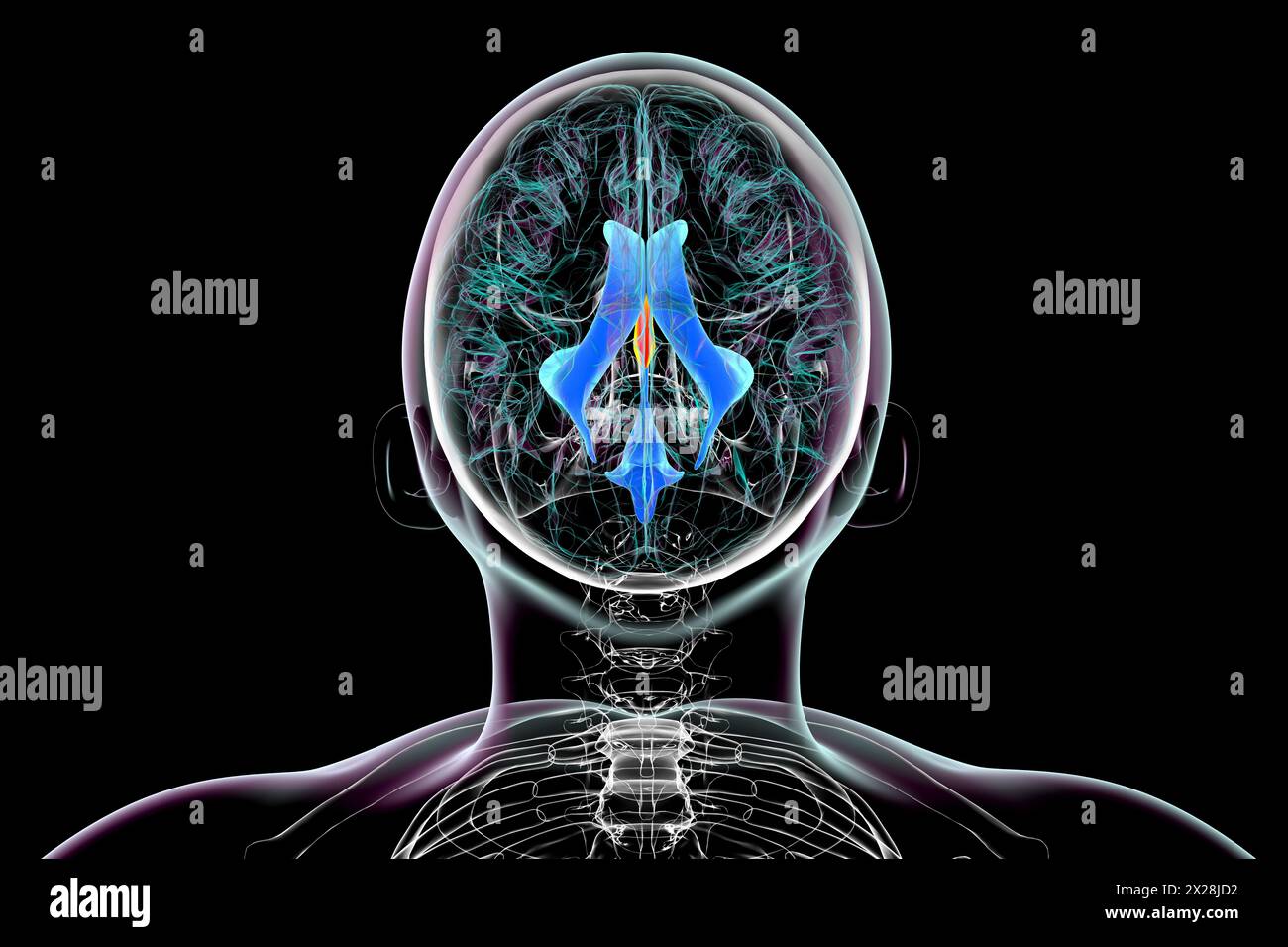 Third brain ventricle, illustration Stock Photo