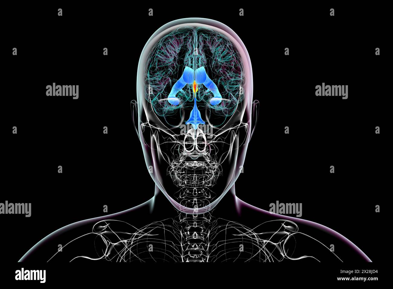 Third brain ventricle, illustration Stock Photo
