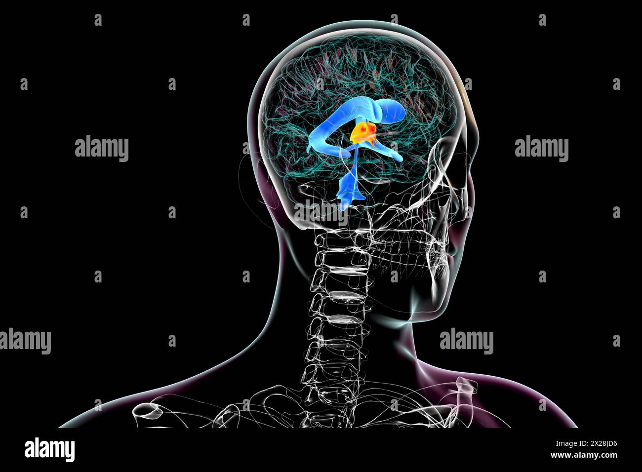 Third brain ventricle, illustration Stock Photo