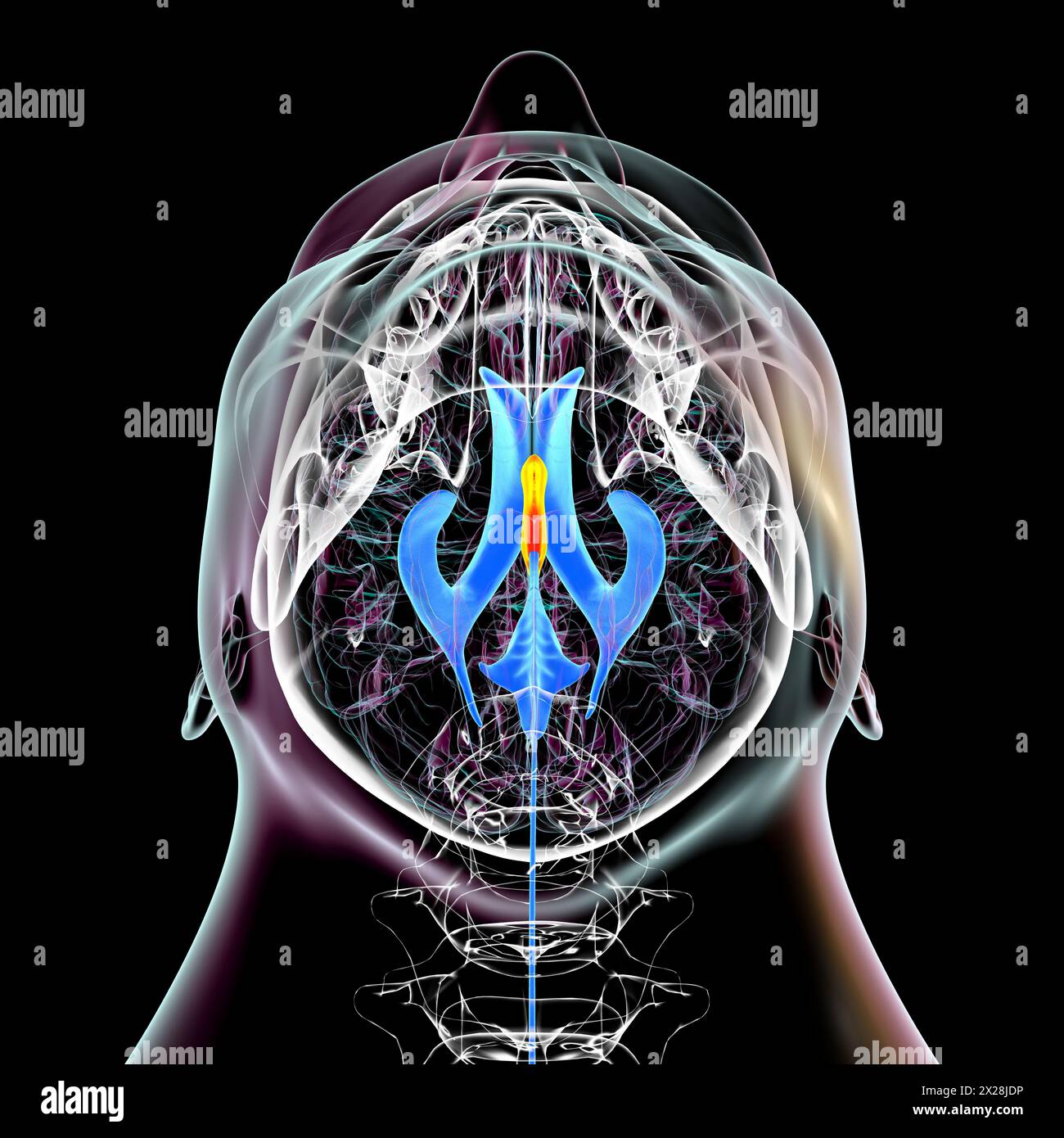 Third brain ventricle, illustration Stock Photo
