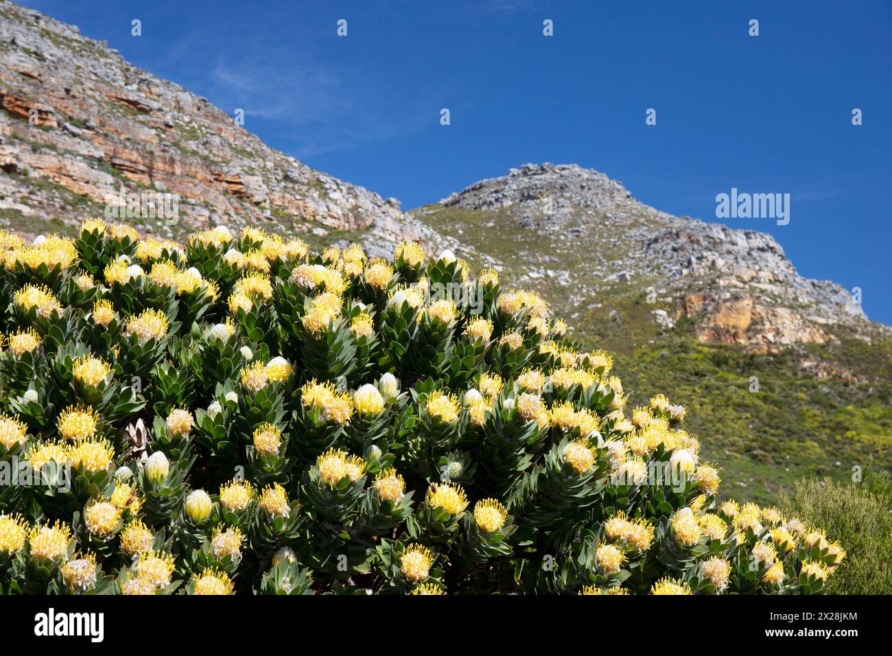Tree pincushion (Leucospermum conocarpodendron) flowers Stock Photo