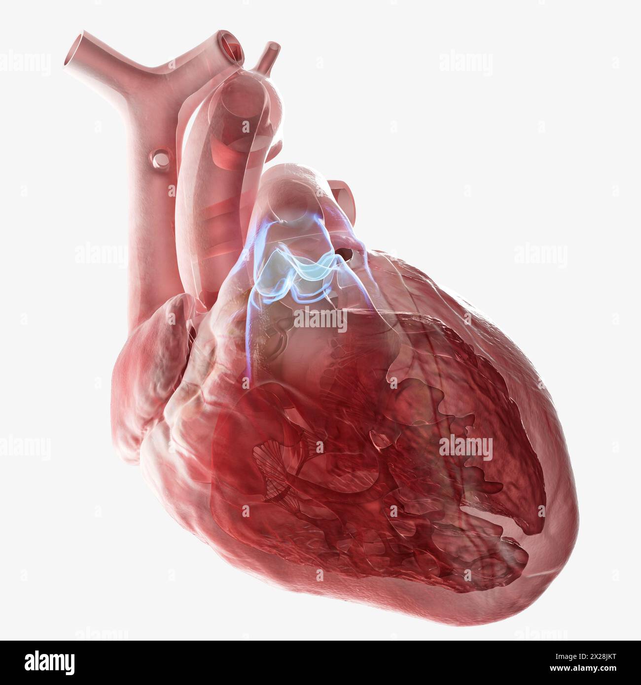 Human heart pulmonary valve, illustration Stock Photo