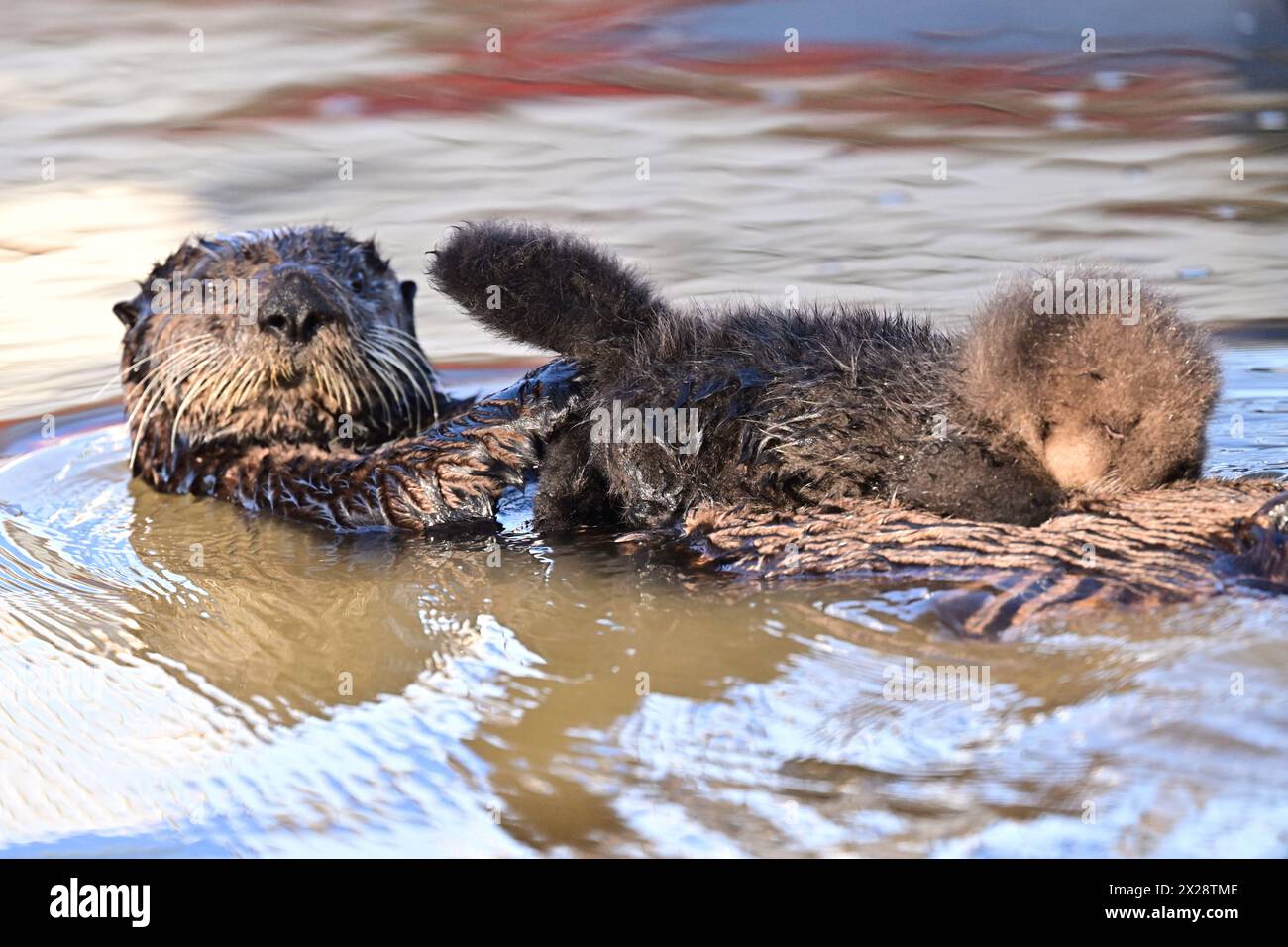 Mommy Sea Otter Floating with Baby on her tummy Stock Photo